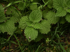 Ballota nigra