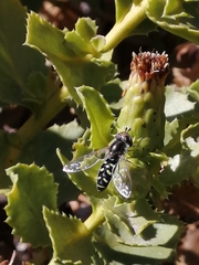 Austroscaeva melanostoma