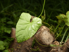 Calystegia sepium