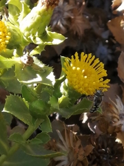 Austroscaeva melanostoma