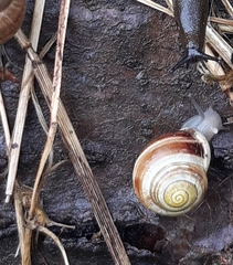 Cepaea hortensis