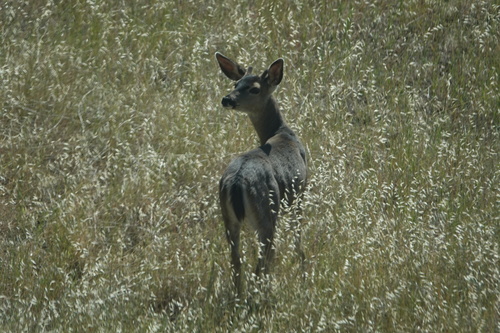 iNaturalist observation photo of Mule Deer