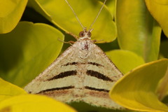 Chiasmia subcurvaria