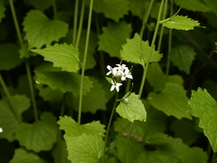 Alliaria petiolata