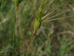 Aegilops neglecta