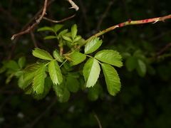 Rosa