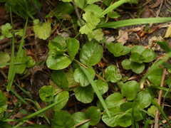 Lysimachia nummularia