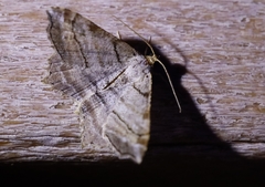 Macaria multilineata