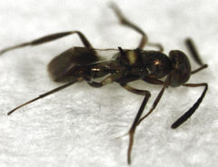 Cheiloneurus flaccus