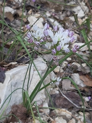 Allium trifoliatum