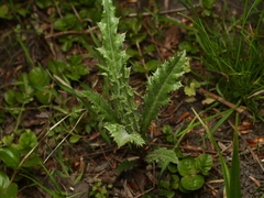 Cirsium arvense