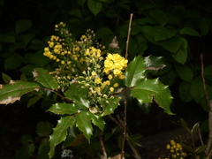 Berberis aquifolium
