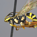 Melanichneumon - Photo (c) Brandon, some rights reserved (CC BY-NC), uploaded by Brandon