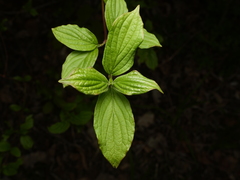 Cornus sanguinea