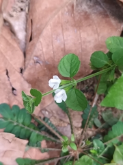 Leucas biflora