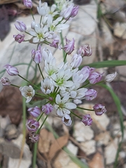 Allium trifoliatum