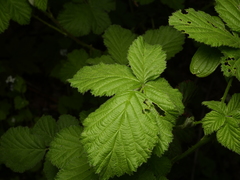Rubus