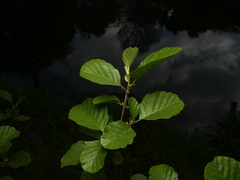 Alnus glutinosa