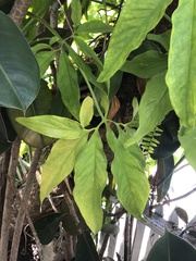 Syngonium angustatum