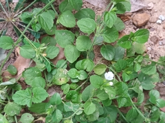 Leucas biflora