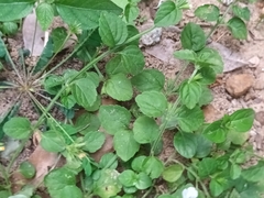 Leucas biflora