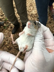 Podomys floridanus