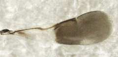 Cheiloneurus flaccus