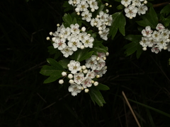 Crataegus monogyna