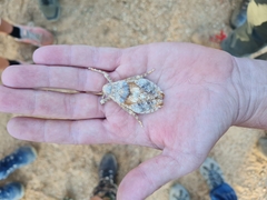 Trachypetrella anderssonii