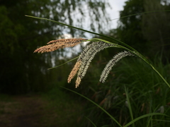 Carex elata