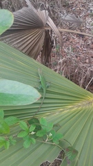 Anolis carolinensis