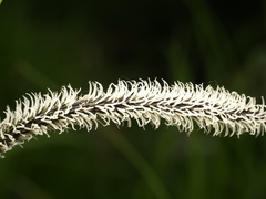 Carex elata