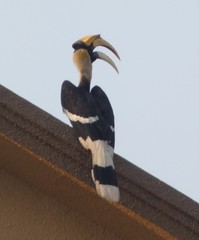 Buceros bicornis