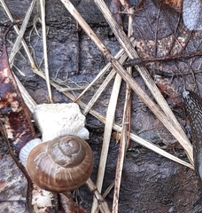 Helix pomatia