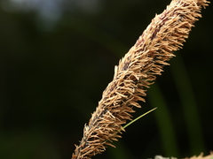 Carex elata