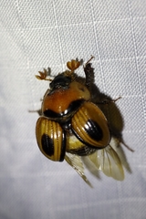 Bolbocerosoma confusum