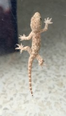 Hemidactylus platyurus