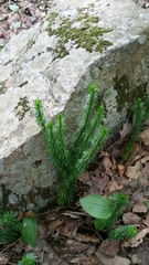 Lycopodiales
