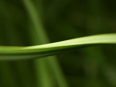 Carex elata