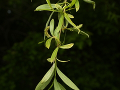 Salix alba