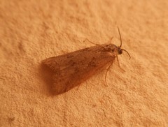 Lepidoptera