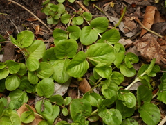 Lysimachia nummularia
