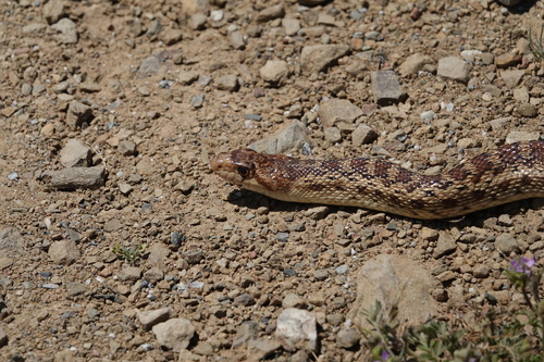 iNaturalist observation photo of Pacific Gopher Snake