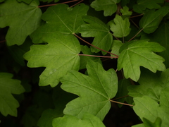 Acer campestre