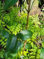 Ventilago