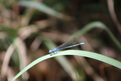 Argia extranea