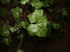 Hedera helix