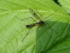 Ptychoptera contaminata
