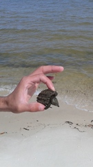 Macrochelys temminckii