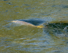Cyprinus carpio